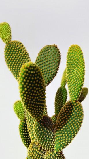 Cactus landscape Nexus 6 Wallpapers