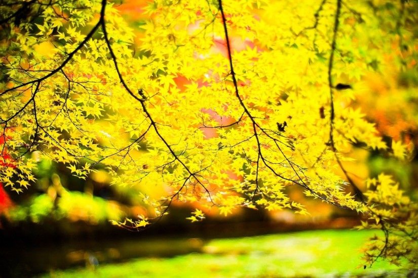 close up leaves leaves yellow tree tree tree trees leave branches sun blur  background wallpaper widescreen