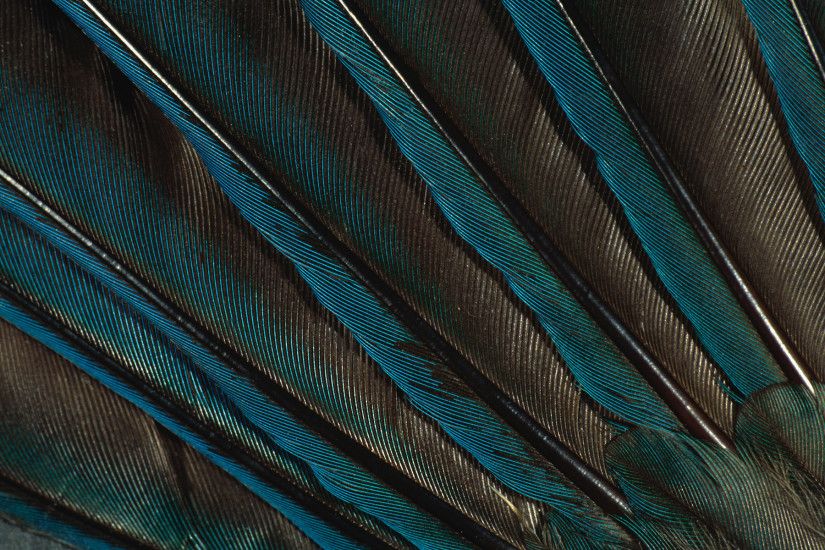 peacock feather texture - Pesquisa Google