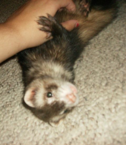 Ferrets images My lovely ferret, Miku. <3 HD wallpaper and background photos