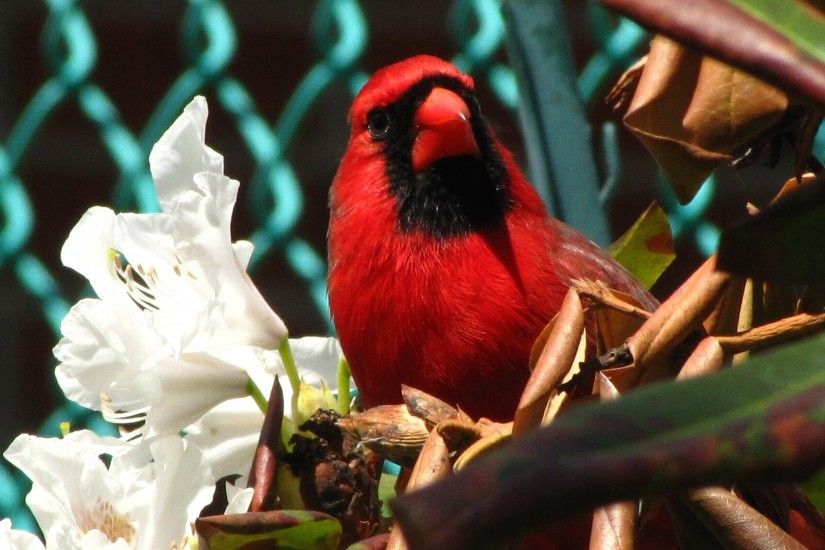 Male Northern Cardinal (Cardinalis cardinalis), in my garden