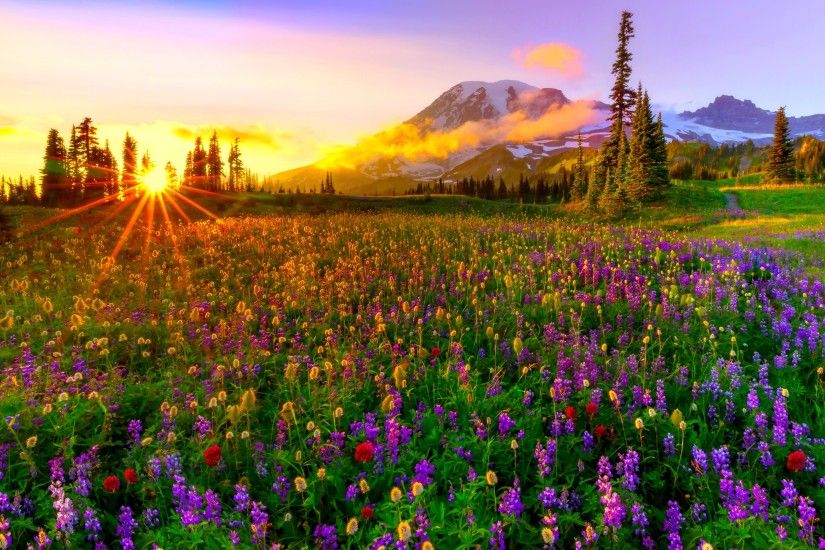 Earth - Spring Earth Wildflower Landscape Mountain Flower Meadow Field  Colorful Sunset Wallpaper