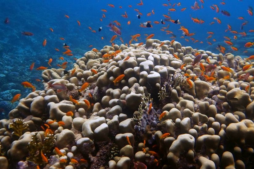 School of tropical fish in a colorful coral reef with water surface in  background, Red sea, Egypt. Full HD underwater footage.