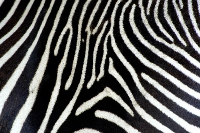 print zebra wallpaper hd