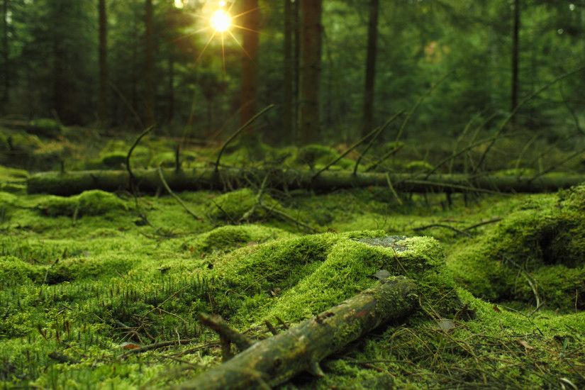 Mossy forest HD wallpaper. Download ...