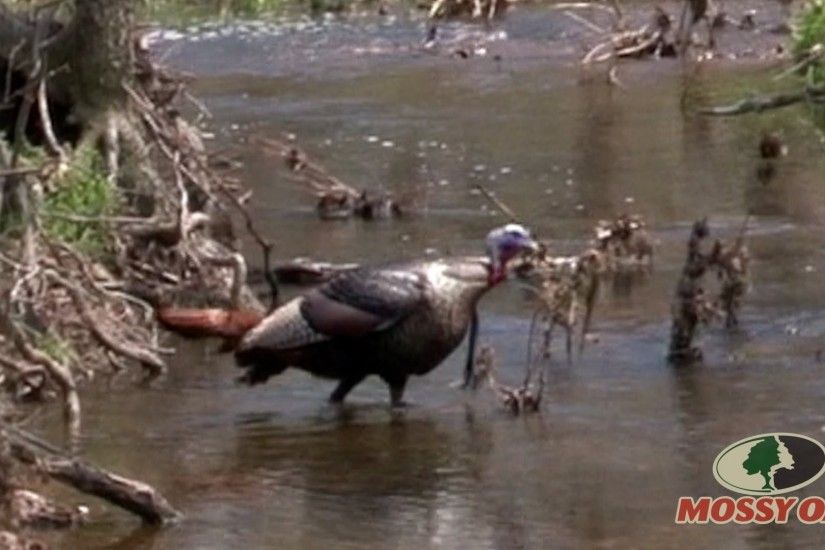 Turkeys Crossing a Creek (Rare Video)- Mossy Oak