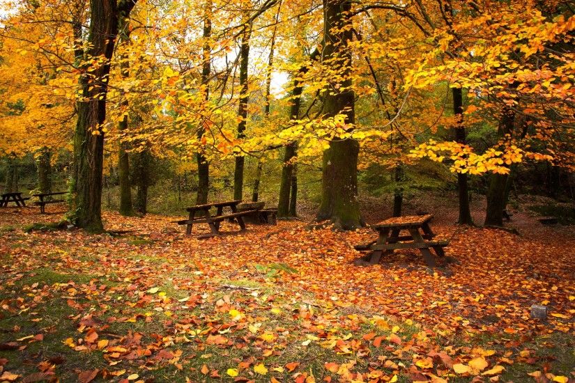 Wallpaper Leaf fall, Autumn, Benches, Picnic, October, Cold, Emptiness HD,  Picture, Image