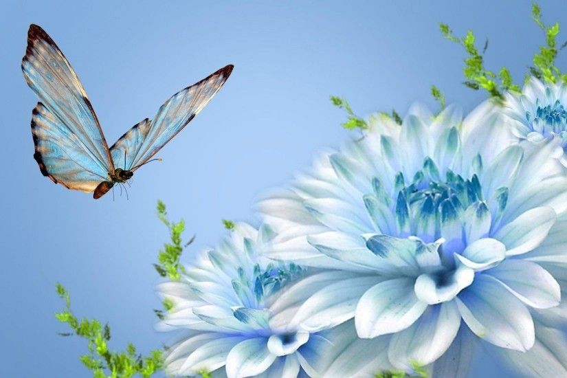 Blue butterfly on Chrysanthemums wallpaper #3607