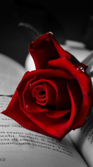 Beautiful Memorable Rose