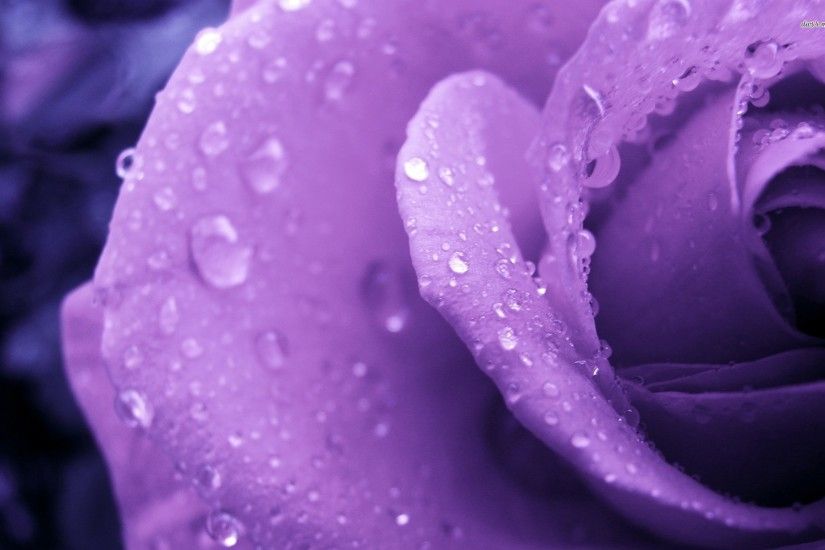 ... Wet purple rose