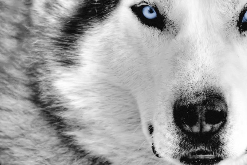 Mystic Wolf Wallpaper Wolves Animals