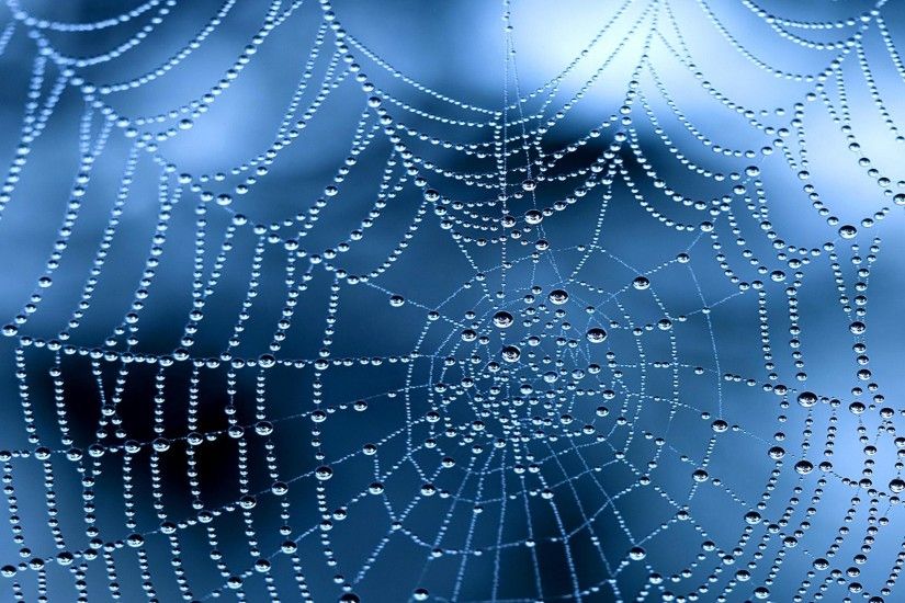 Photography - Spider Web Close-Up Water Drop Dew Drop Wallpaper