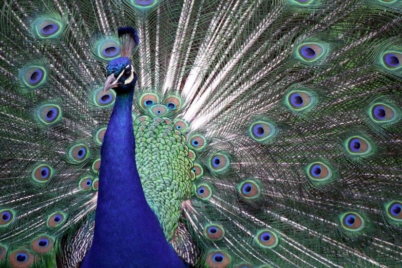HD-peacock-images-for-desktop