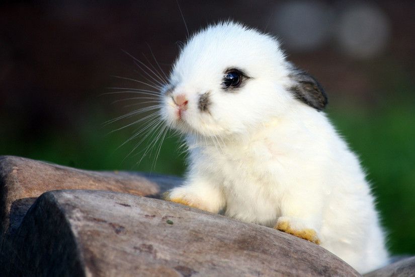 Tags: animal, rabbit, cute ...