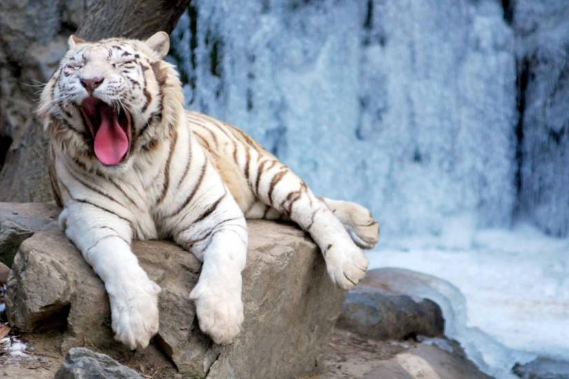 White Tiger Widescreen Background Wallpapers