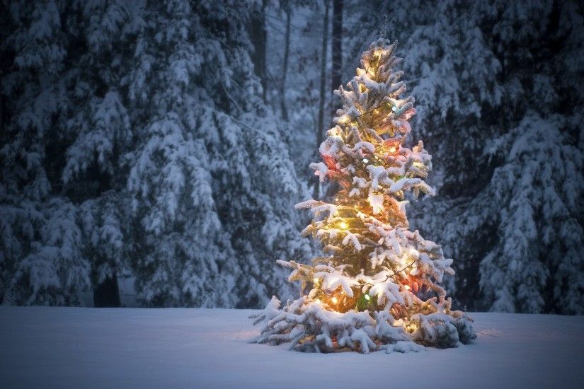 Beautiful Christmas Tree 2016 wallpapers (60 Wallpapers) – HD Wallpapers