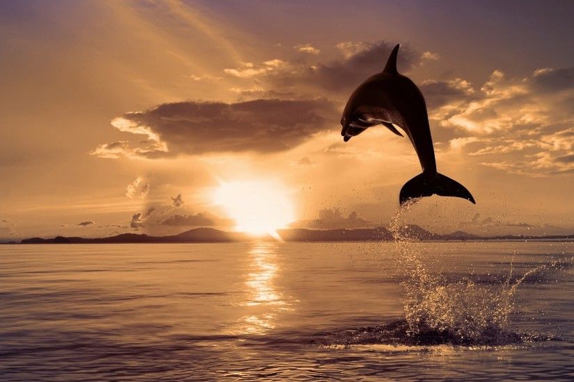 Dolphins Jumping at Sunrise | Dolphin Jump Sunrise Wallpapers Pictures  Photos Images