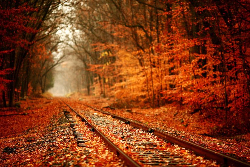 autumn, forest, windows desktop images,tracks, trees, leaves, train, fall,  colors,macbook railroad, background, display, seasons Wallpaper HD