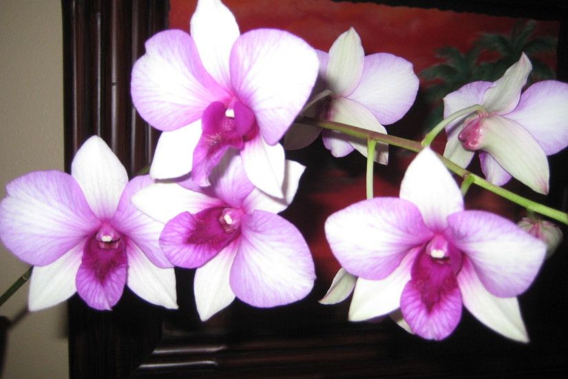 Purple white orchids