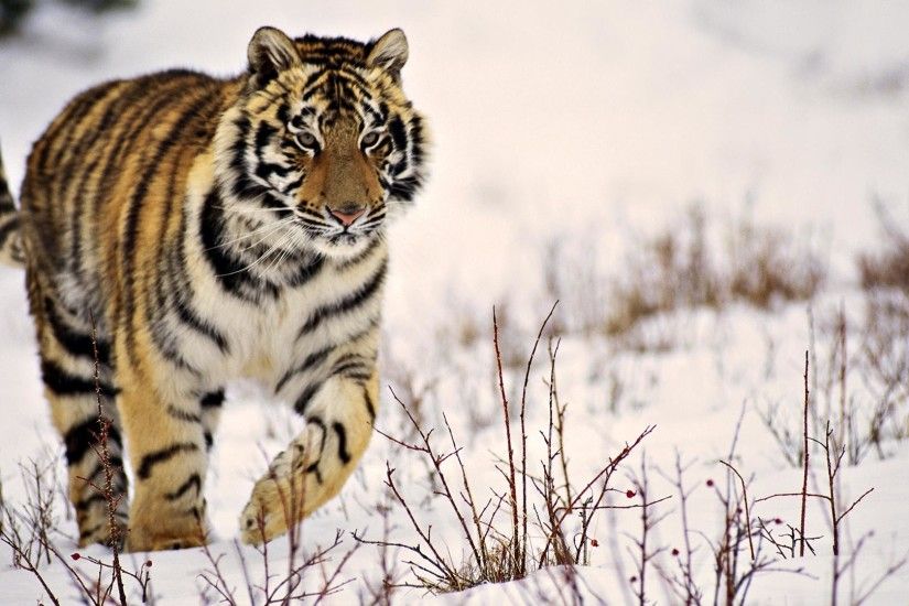 baby siberian tiger pics download