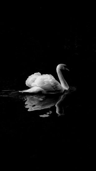 Swan in Lake iPhone Mobile Wallpaper