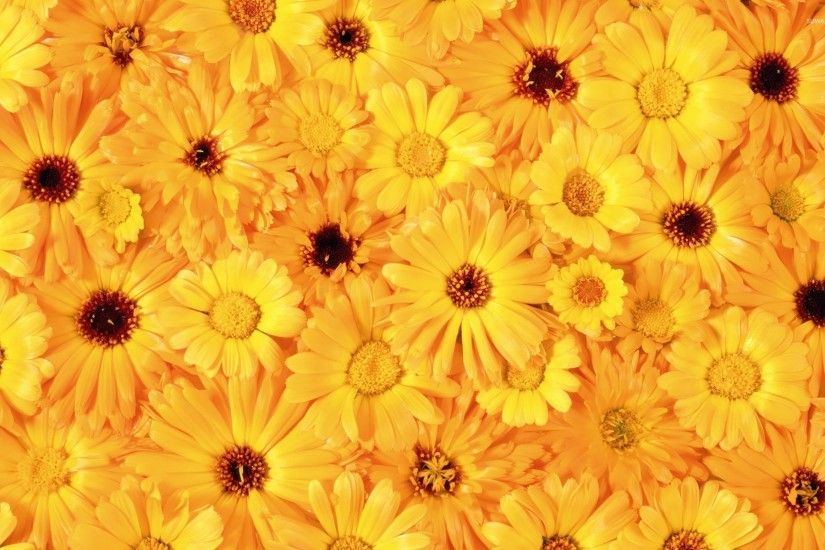 Yellow daisies wallpaper