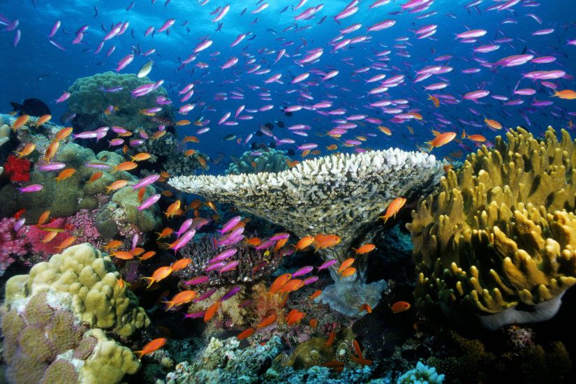 Beautiful Coral Reef HD Desktop Wallpaper, Background Image