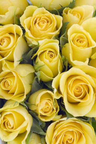 14 Rose Color Meanings - What Do the Colors of Roses Mean for Valentine's  Day