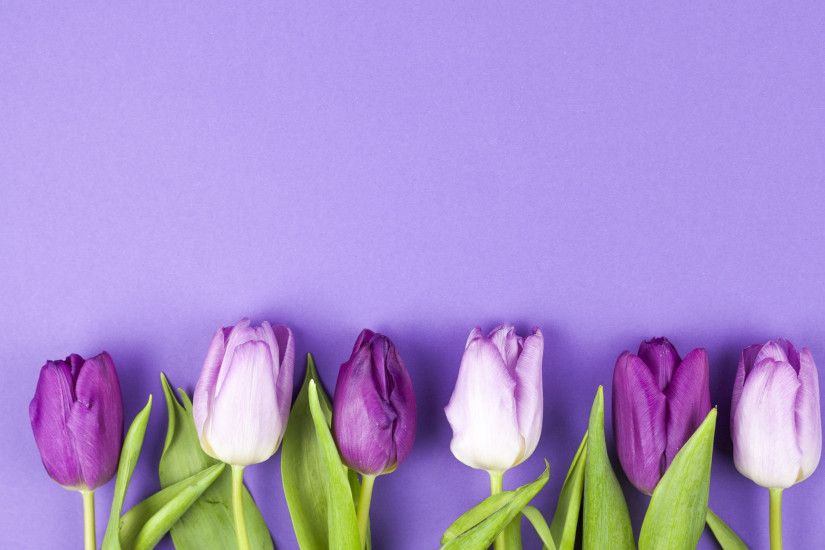 purple tulips, spring, tulips on a purple background, beautiful spring  flowers, tulips