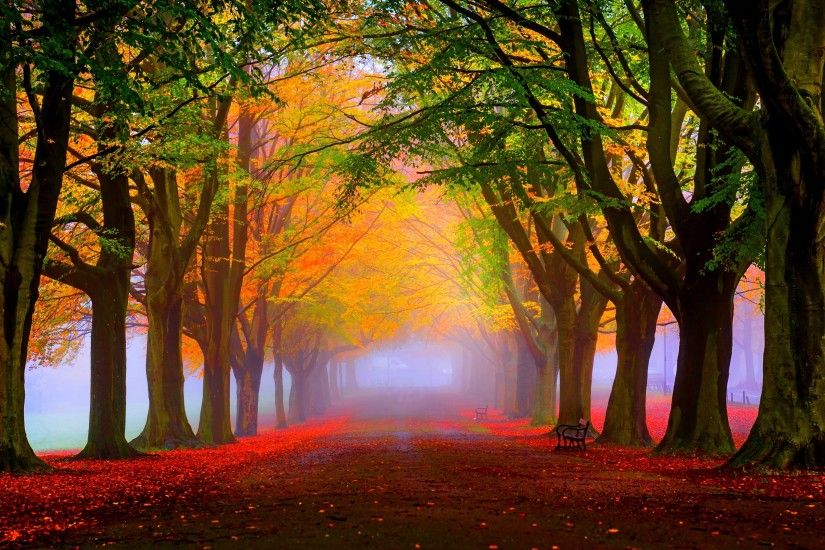 3840x2160 Wallpaper park, fall, fog, foliage, trees