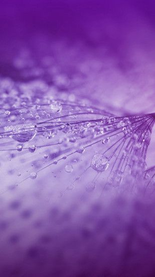 Rain Drops On Purple Flower