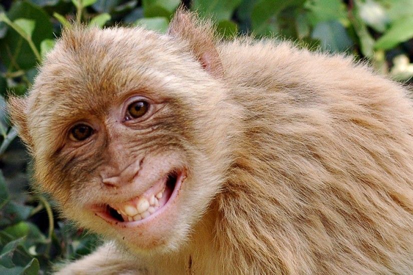 Funny-Monkey-Wallpaper-4 - Just Another Entertainment Source :