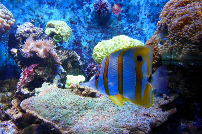 HD wallpaper Tropical fish in aquarium