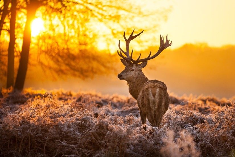 stunning deer wallpaper 45546