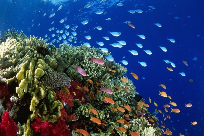 under the sea pictures | Under Sea Underwater 2560x2048px Wallpapers #under  #sea #animals