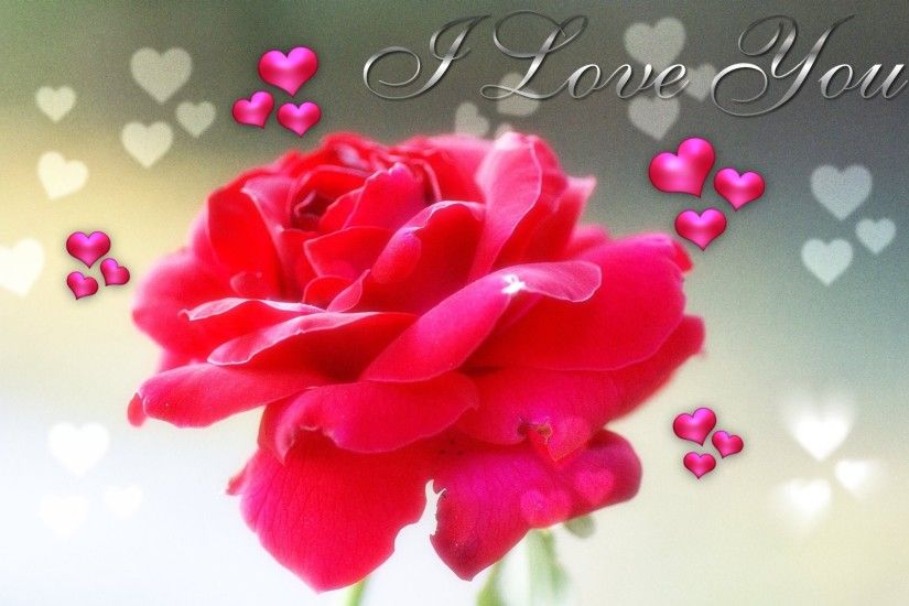 I Love You Rose Wallpaper Hoontoidly Rose Love Images