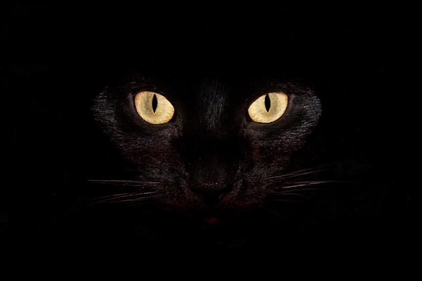 Black-cat-desktop-backgrounds-Wallpaper