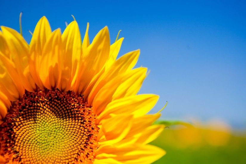 sunflower desktop wallpaper pictures free