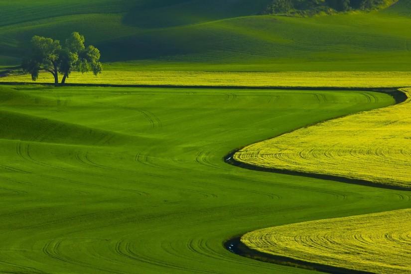 Green Grass Field Wallpaper.