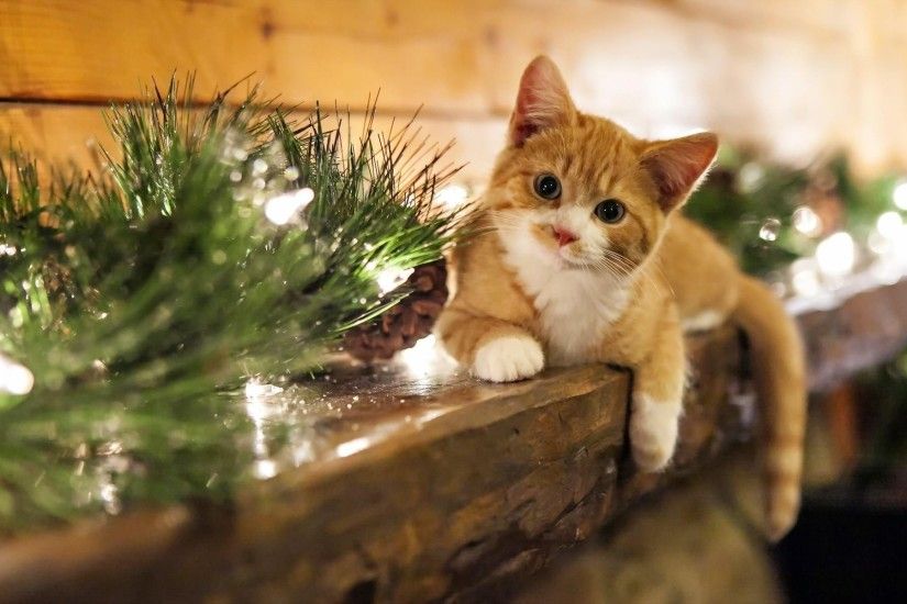 Christmas Kitten Wallpapers - Wallpaper Cave ...