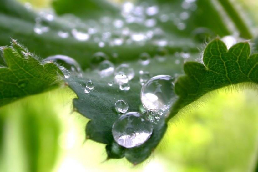 Beautiful Water Drops 1080p HD Wallpaper Nature | HD Wallpapers Source