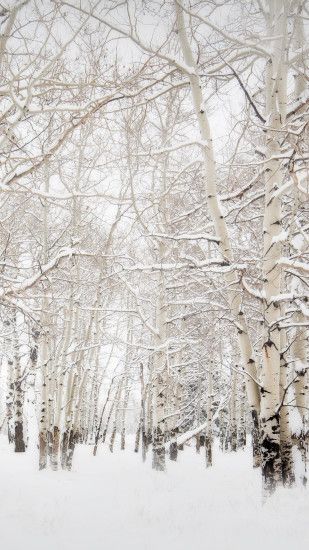 Birch Trees Winter Landscape iPhone 6 wallpaper