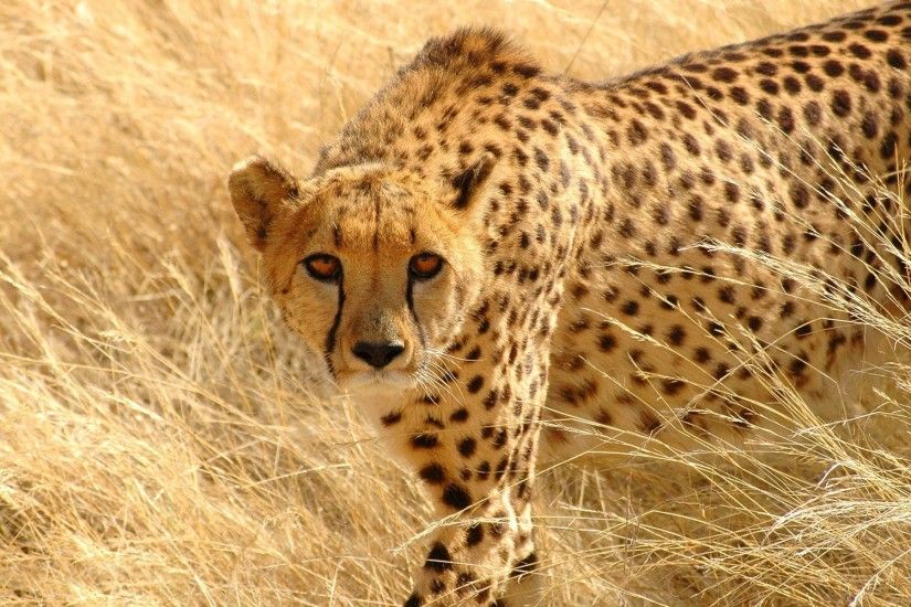 wild animal cheetah wallpaper hd cool background images tablet 1920Ã1200  Wallpaper HD