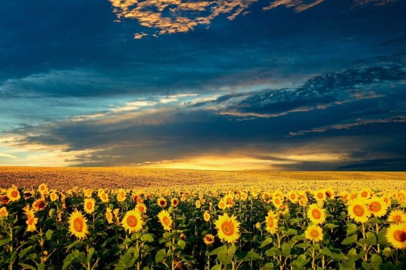 Sunflower Wallpaper Tumblr - Pix For Web