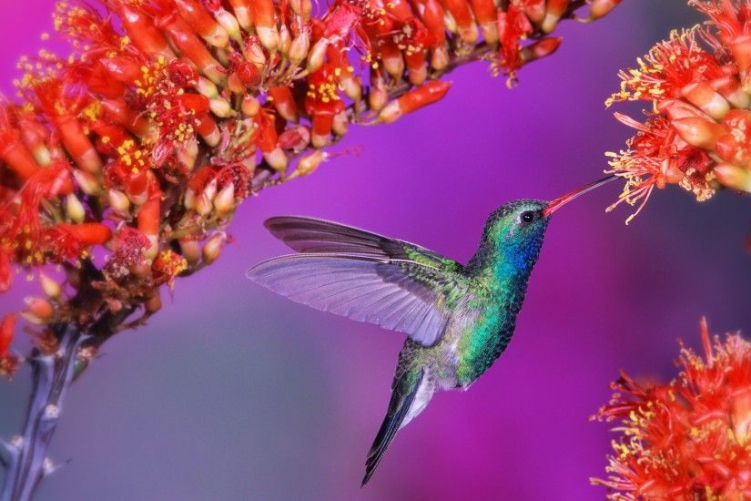 humming birds wallpapers and backgrounds | HummingBird Desktop Wallpaper