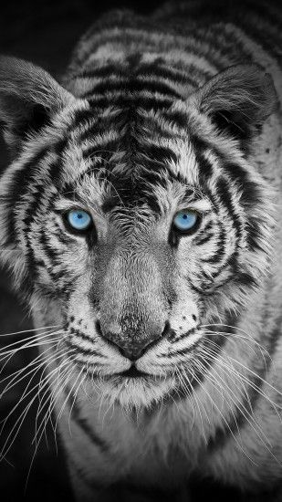 Black And White Tiger Mobile HD Wallpaper