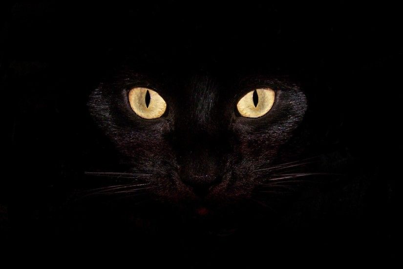 Black Cat Wallpapers - Full HD wallpaper search - page 4
