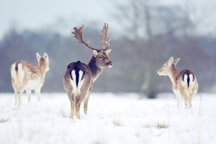 reindeer winter nature
