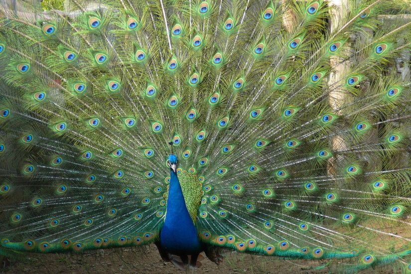 Peacock Feathers Wallpaper Hd
