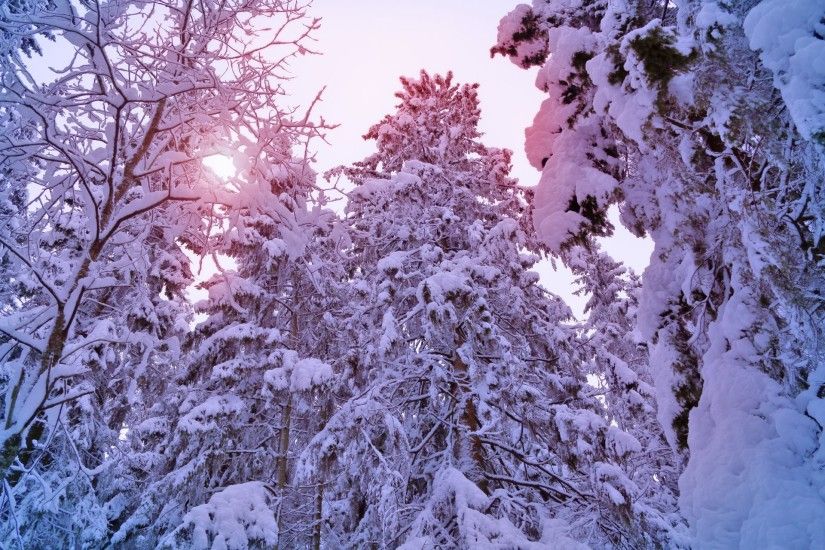 winter tree spruce pine forest snow christmas tree sun light winter snow  pine tree sun light